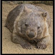 Wombatz