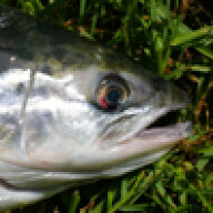 Salmoneye