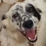 Desert Dog