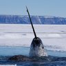 Narwhal