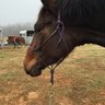 Equestrian
