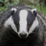 Badger Arms