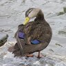 LuckyDuck