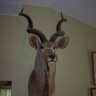 kudu