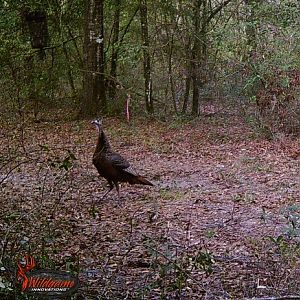 LSCreek TurkeyWEB