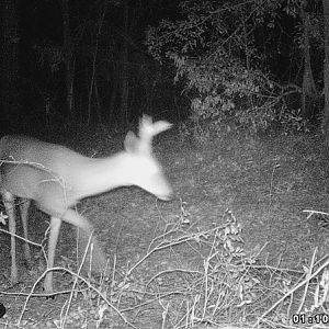 LSCreek Buck Small RackWEB