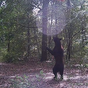 2-tone Bear Standing WEB