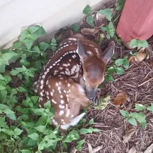 Fawn Curled