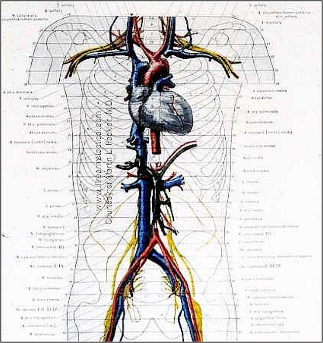 cardiovascular-structures-jpg.jpg