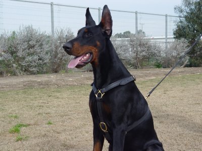 dog-harness-leather-doberman-tracking-black.jpg