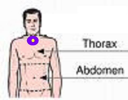 thorax.jpg
