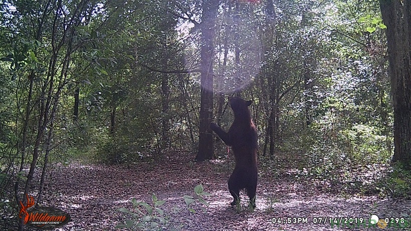 2-tone Bear Standing WEB