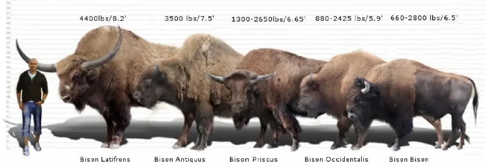 allaboutbison.com