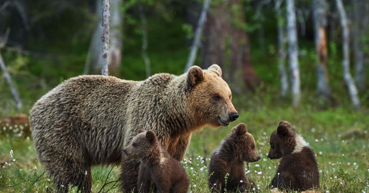 natureandwildlife.tv