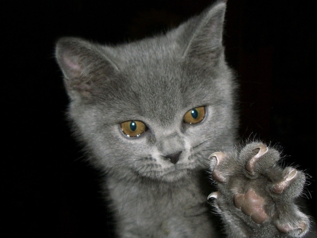 Animals___Cats____Kitten_claws_058497_29.jpg