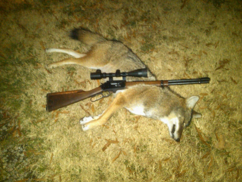 16697d1323539830-2007-current-hunting-kills-graphic-content-coyote.jpg
