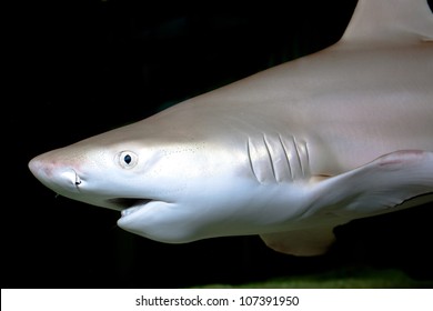 black-tip-reef-shark-carcharhinus-260nw-107391950.jpg